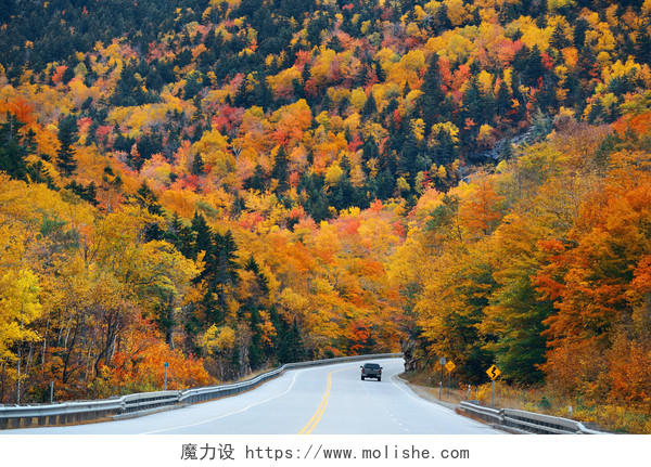 公路马路道路黄色自然风景秋天秋季林间道路